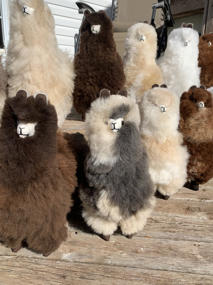 Lovely Llama - Green Gable Alpacas